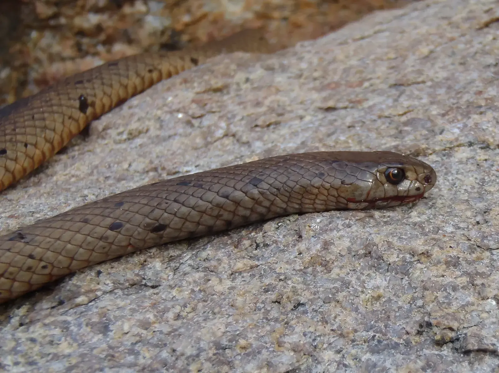 Dugite Snake