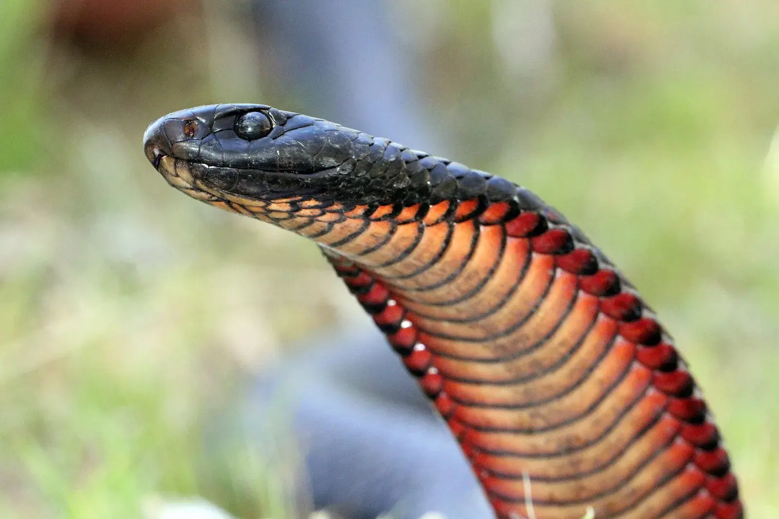 Red-bellied Black Snake