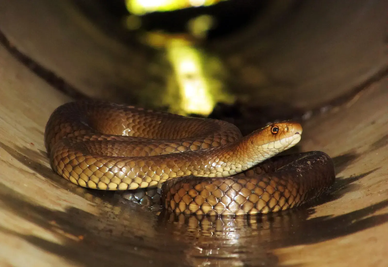 Eastern_Brown_Snake