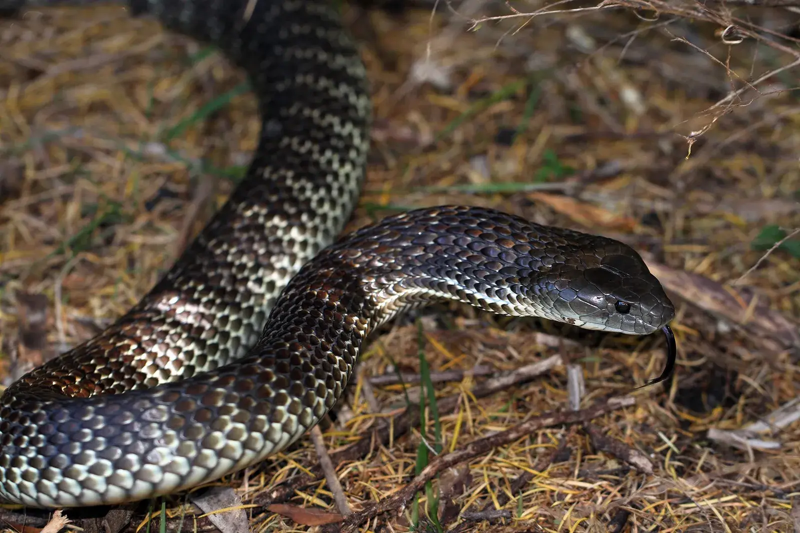 Eastern_Tiger_Snake