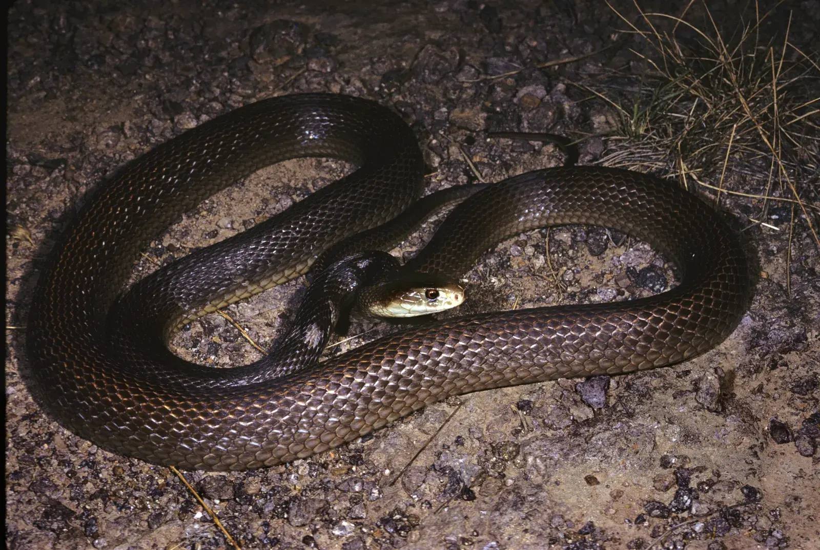 Coastal Taipan Snake