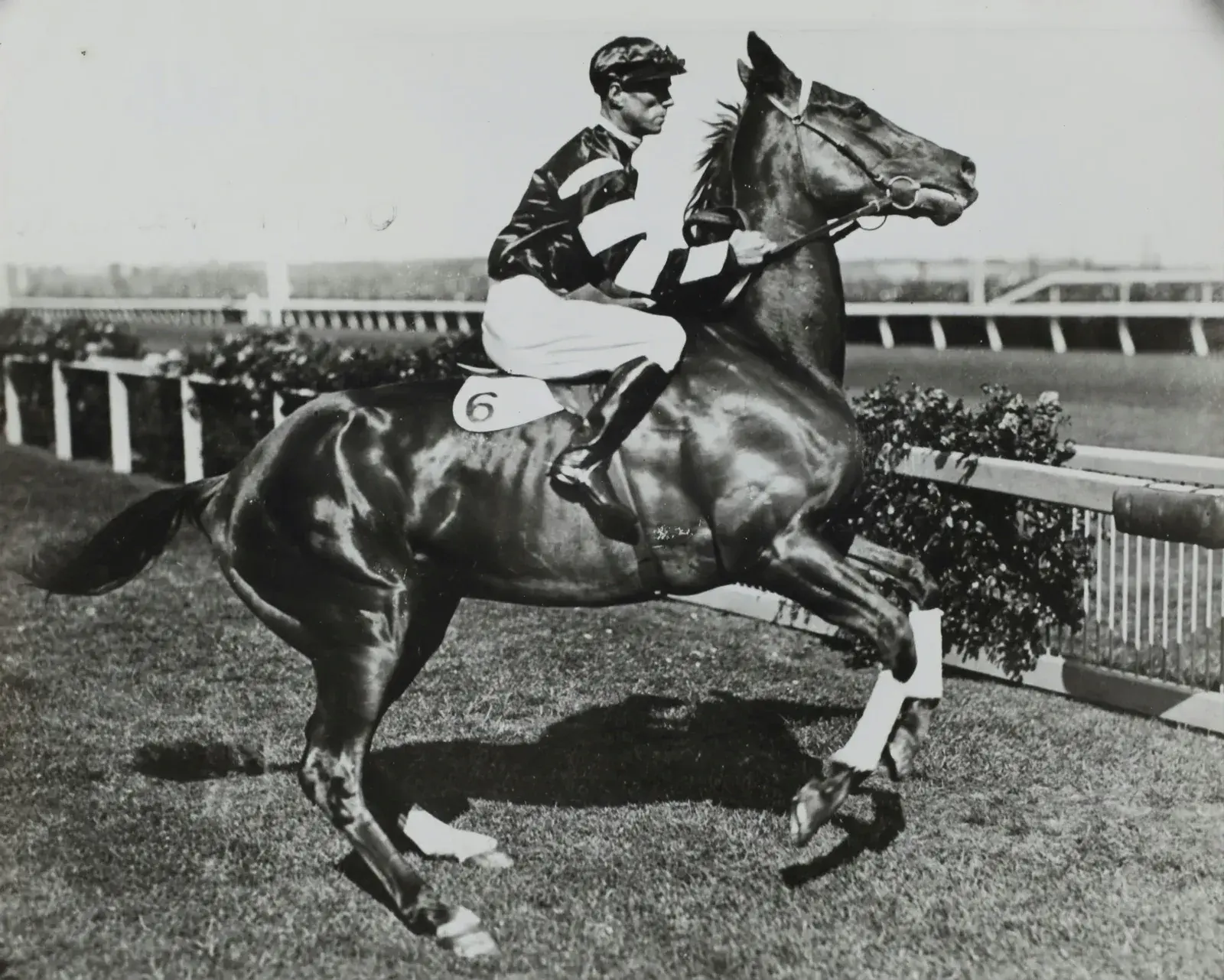 ภาพขาวดำ Jim Pike ขี่ม้า Phar Lap ที่สนาม Flemington ปี 1930