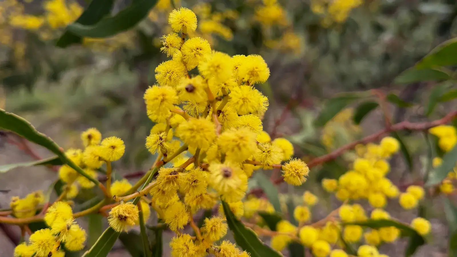 Golden Wattle ดอกไม้ประจำชาติของออสเตรเลีย